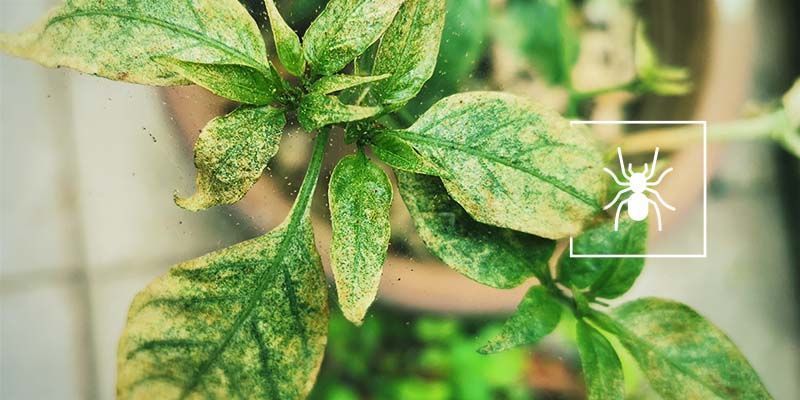 Spider Mites Spider Mites