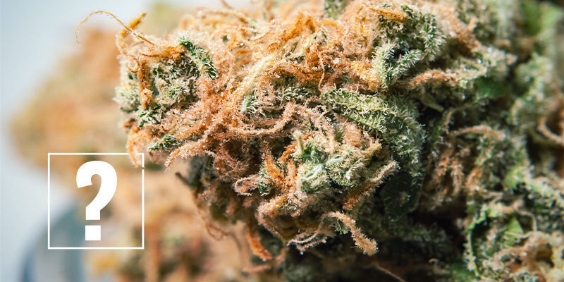 Pitäisikö kannabisallergioista olla huolissaan? Pitäisikö kannabisallergioista olla huolissaan?