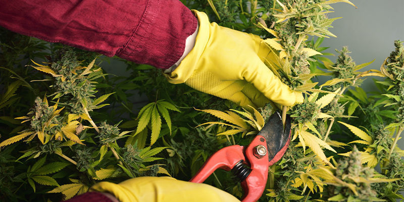 Mistä kannabisallerginen reaktio johtuu? Mistä kannabisallerginen reaktio johtuu?