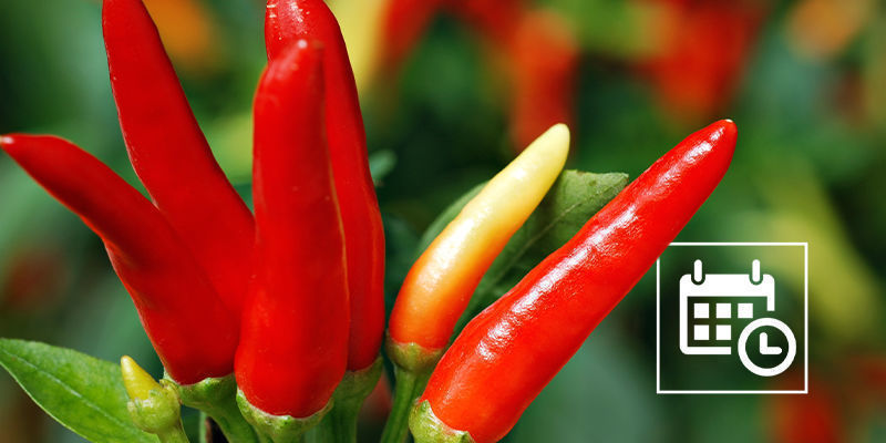 Kasvata tulisia chilipaprikoita sisällä ympäri vuoden Kasvata tulisia chilipaprikoita sisällä ympäri vuoden