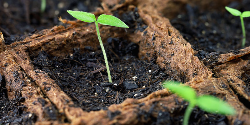 Maaseos Soil Mix