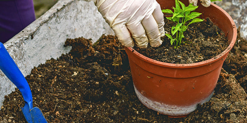 Uudelleenistutus Transplanting