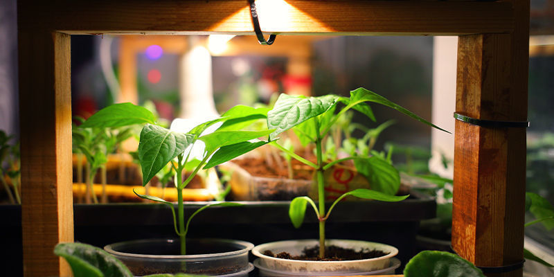Mitä tarvitset tulisten chilien kasvattamiseen sisätiloissa? Mitä tarvitset tulisten chilien kasvattamiseen sisätiloissa?