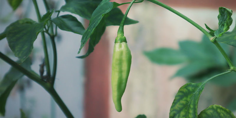Mitkä chilit sopivat parhaiten sisäkasvatukseen? Which Hot Peppers Are The Best For Growing Indoors?
