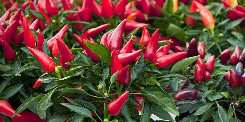 Pidä tuliset chilipaprikkasi tarkkailussa Pidä tuliset chilipaprikkasi tarkkailussa