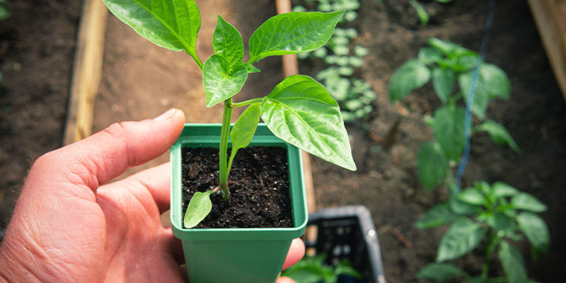 Karaise chilitaimesi Harden Off Your Chilli Pepper Plants
