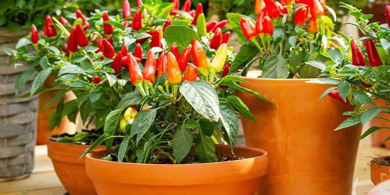 Mitä tarvitset chilien kasvatukseen ulkona? Mitä tarvitset chilien kasvatukseen ulkona?