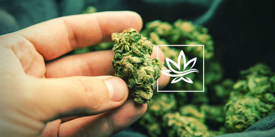 Muut kannabiksen yhdisteet Muut kannabiksen yhdisteet