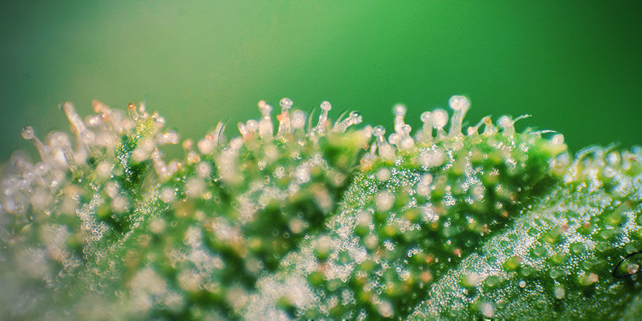 Aktiivisten kannabinoidien kokonaismäärä vs. kokonaisaerobinen mikrobiluku Aktiivisten kannabinoidien kokonaismäärä vs. kokonaisaerobinen mikrobiluku