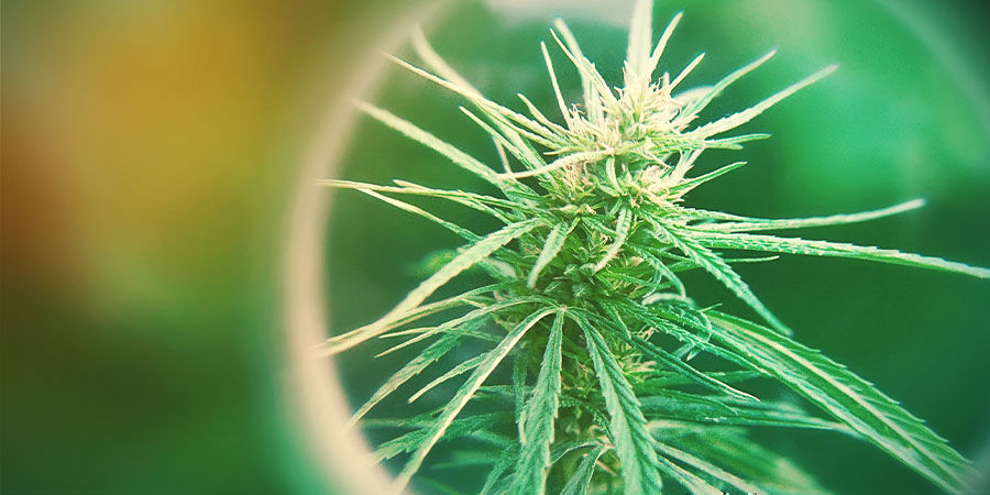 Mitä kokonaisaktiiviset kannabinoidit (TAC) ovat? Mitä kokonaisaktiiviset kannabinoidit (TAC) ovat?