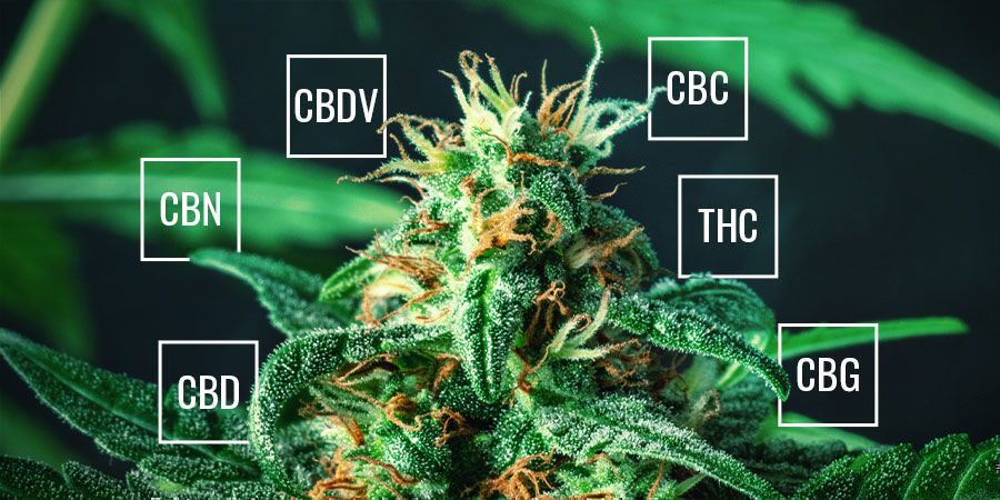 Mitä kannabinoideja kannabiksessa on? Mitä kannabinoideja kannabiksessa on?