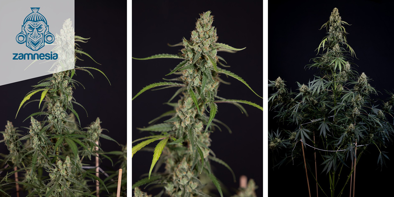 Black Diamond Autoflower