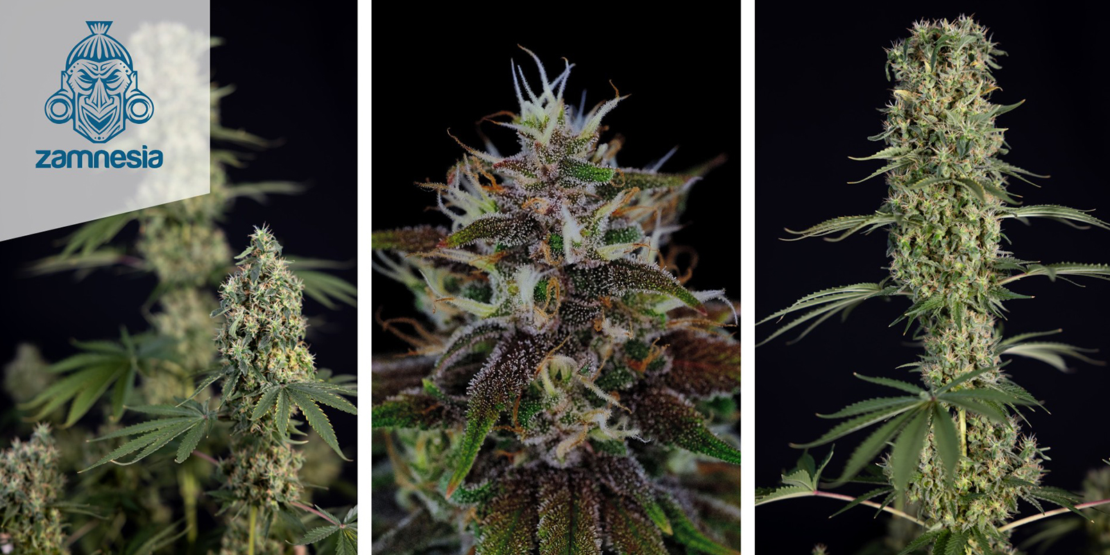 Strawberry Cough Autoflower