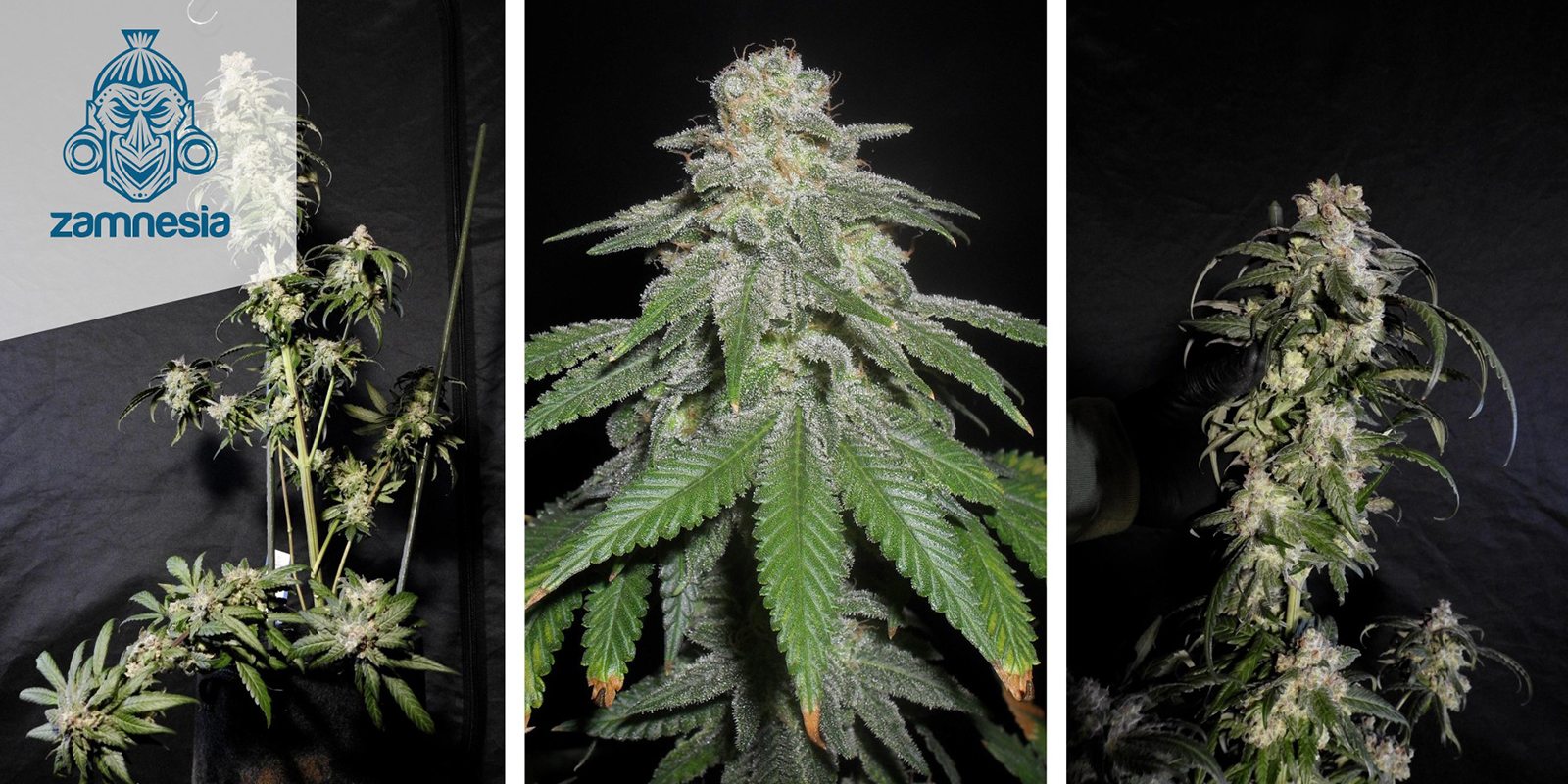 White Widow Feminized