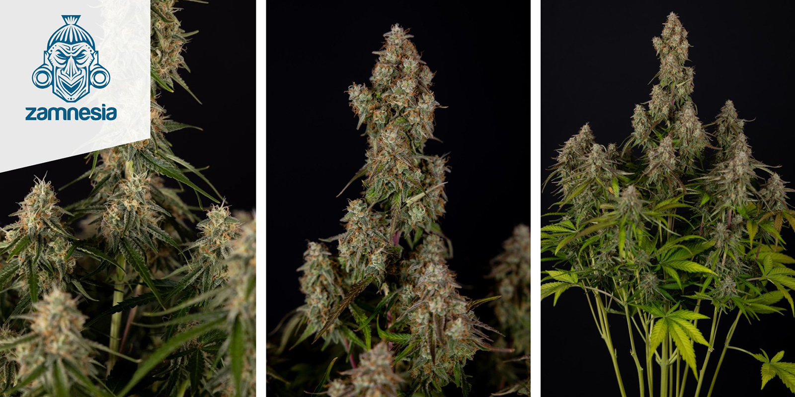 Wurlz F1 Autoflower