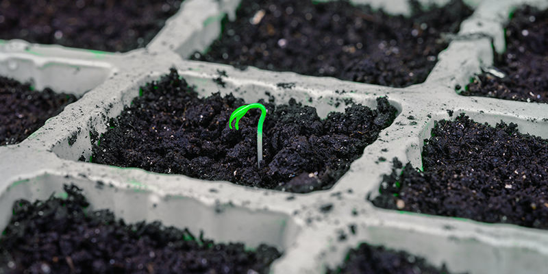 Itäminen Germination