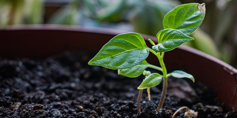 Taimien hoito Managing Seedlings