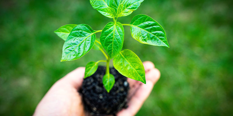 Uudelleenistutus Transplanting