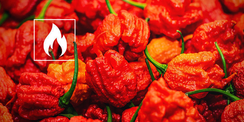 How Hot Is Carolina Reaper? How Hot Is Carolina Reaper?