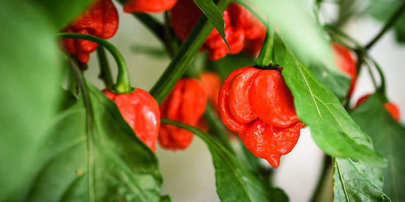 Kuinka kasvattaa Carolina Reaper Kuinka kasvattaa Carolina Reaper