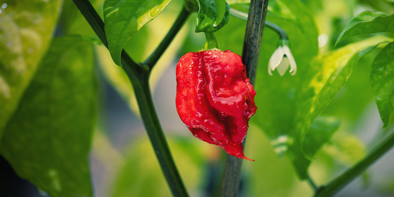 Mikä Carolina Reaper on? Mikä Carolina Reaper on?