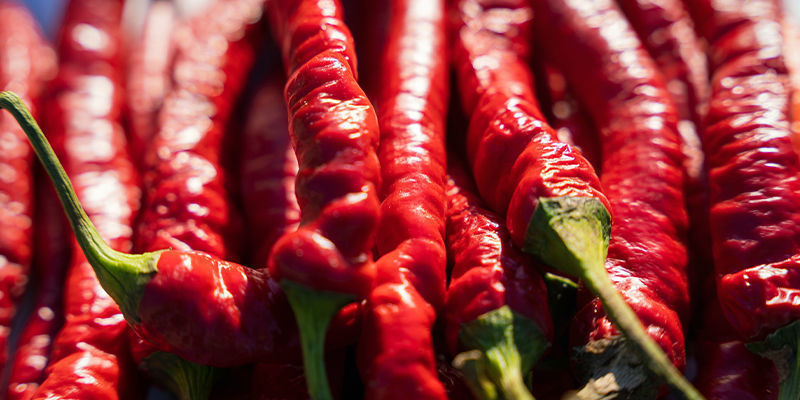 Cayenne Long Slim -chilien kasvatus: kannattaako se? Cayenne Long Slim -chilien kasvatus: kannattaako se?
