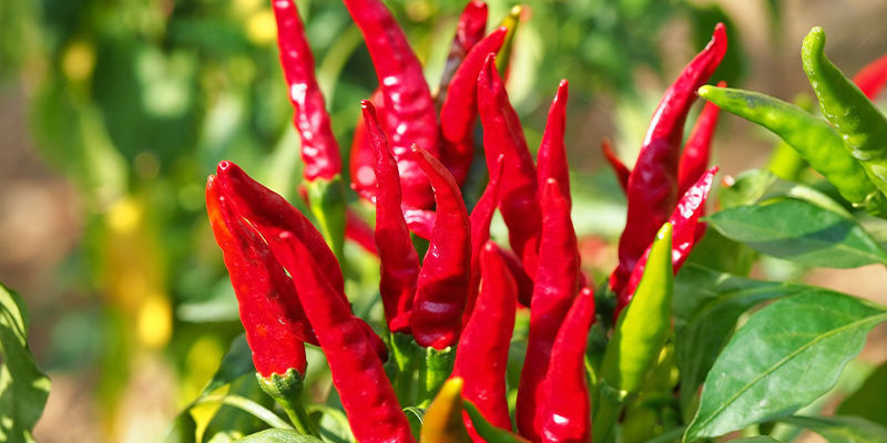 Cayenne Long Slimin kasvatus: vaiheet Cayenne Long Slimin kasvatus: vaiheet