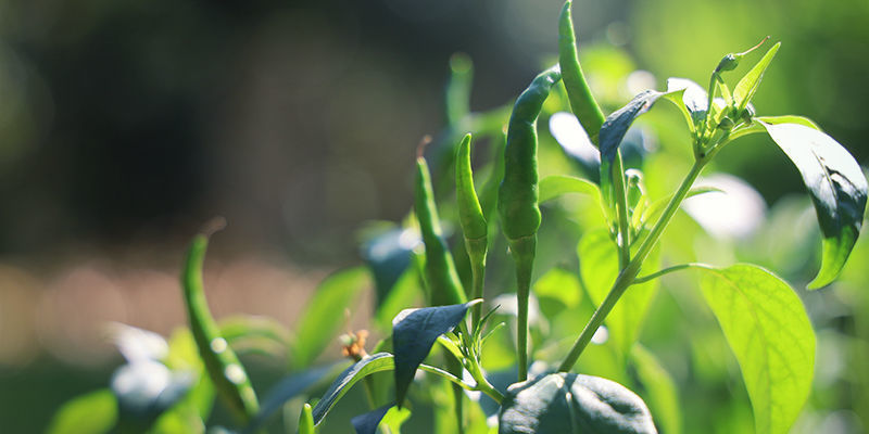 Kuinka kasvattaa Cayenne Long Slim -chilipaprikoita How To Grow Cayenne Long Slim Peppers
