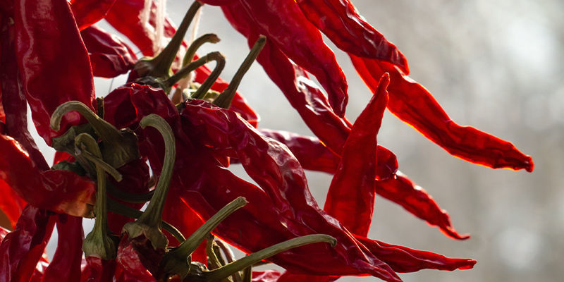 Kuinka säilyttää Cayenne Long Slim -chilit Kuinka säilyttää Cayenne Long Slim -chilit