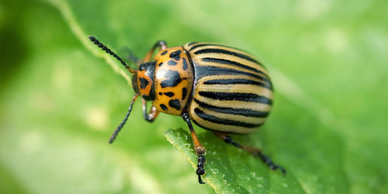 Perunakuoriaiset Potato Beetles