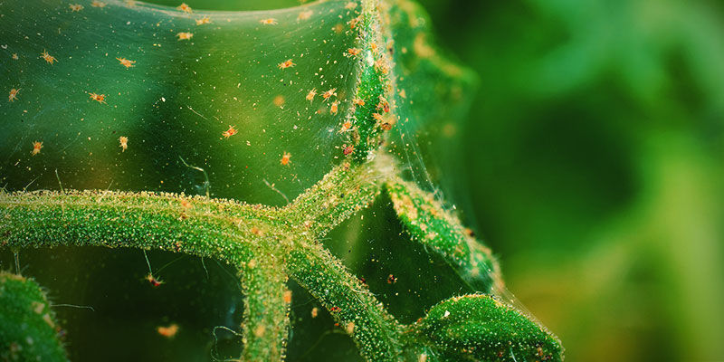 Hämähäkkipunkit Spider Mites