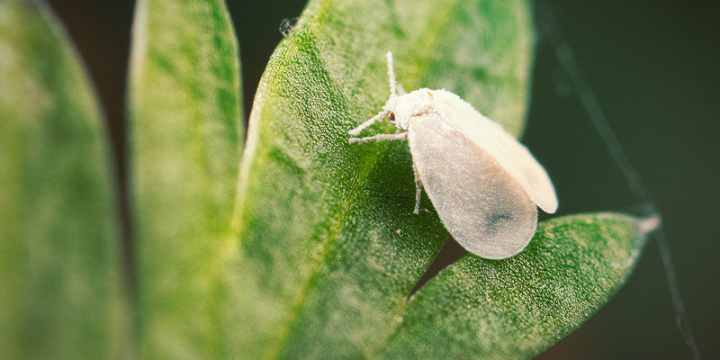 Valkokärpäset Whiteflies