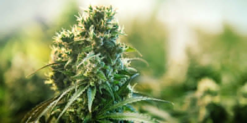 G13 G13