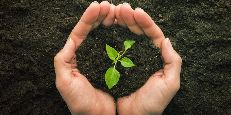 Mitä siirtoistutus on? Transplant Hot Pepper Plants: What is transplanting?