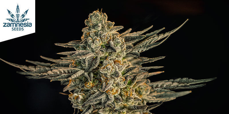 Characteristics Of Apple Fritter Characteristics Of Apple Fritter