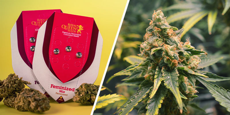 Feminized Mix (Royal Queen Seeds) Feminized Mix (Royal Queen Seeds)