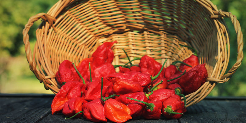 Mitkä paprikat sopivat parhaiten kotitekoiseen chilikastikkeeseen? Mitkä paprikat sopivat parhaiten kotitekoiseen chilikastikkeeseen?