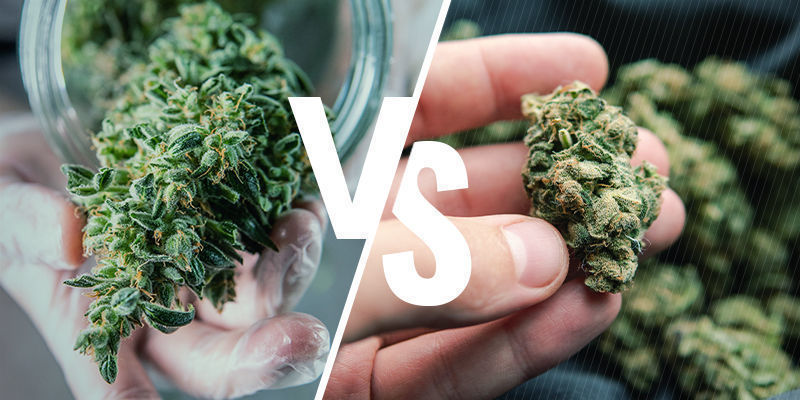 Raaka vs. dekarboksyloitu kannabis: mitä eroa niillä on? Raaka vs. dekarboksyloitu kannabis: mitä eroa niillä on?