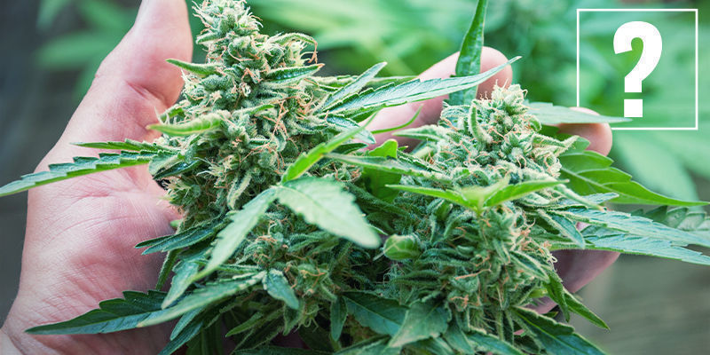Mitä ovat raa'at (eli happomuotoiset) kannabinoidit? Mitä ovat raa'at (eli happomuotoiset) kannabinoidit?