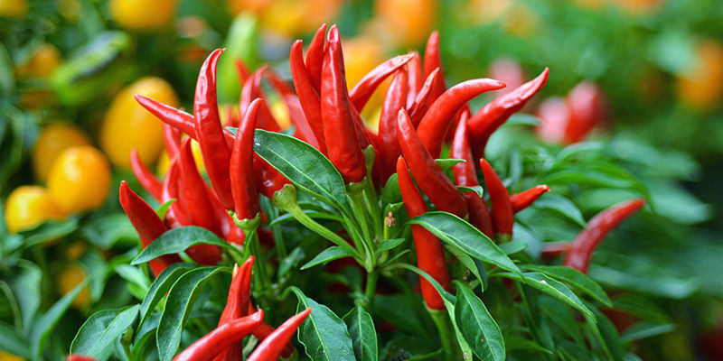 Chilipensaiden talvetus: onko se vaivan arvoista? Chilipensaiden talvetus: onko se vaivan arvoista?