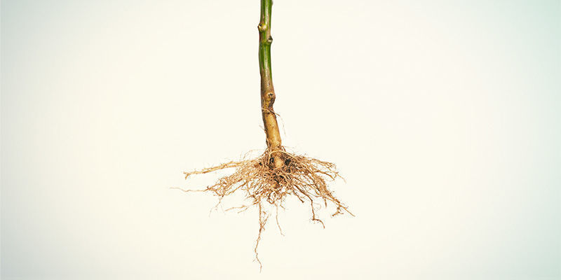 Poista ja puhdista juuret 4. Remove and clean the roots
