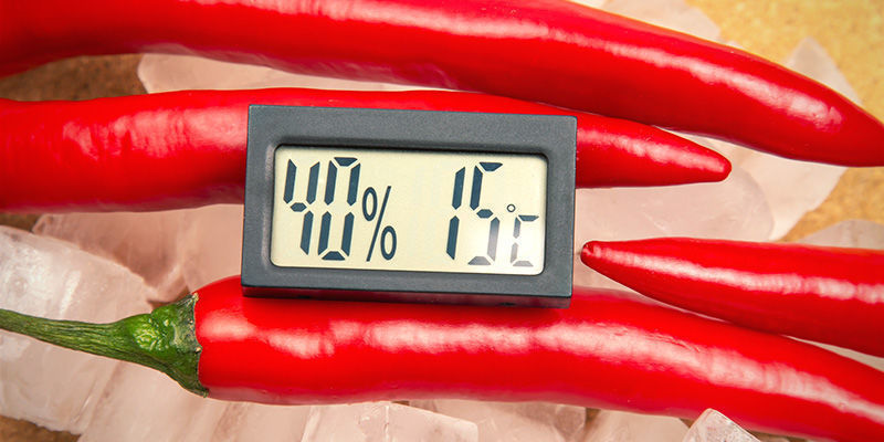 Parhaat vinkit chilien talvehtimiseen Parhaat vinkit chilien talvehtimiseen