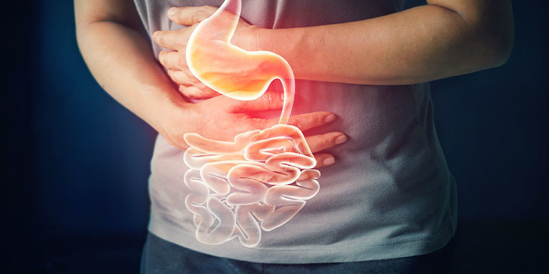 Ruoansulatus Digestion