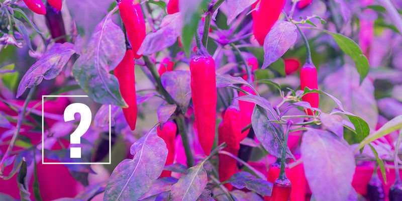 Mikä valospektri on paras chilipaprikoille? What Light Spectrum Is Best For Hot Peppers?