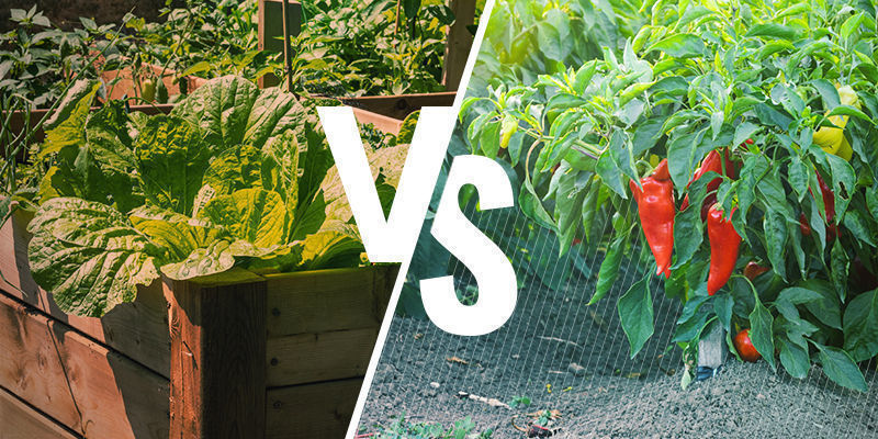 Kohopenkki vs avomaalla kasvattaminen Kohopenkki verrattuna avomaalla kasvattamiseen