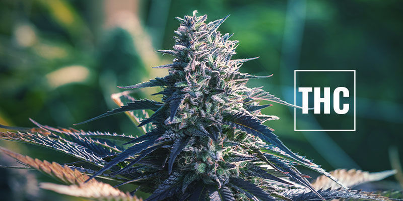 Korkean THC:n lajikkeiden valinta Picking High-THC Strains