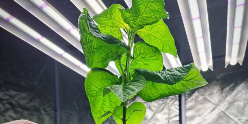 Chilien hydroponinen kasvatus: onko vaiva sen arvoista? Chilien hydroponinen kasvatus: onko vaiva sen arvoista?