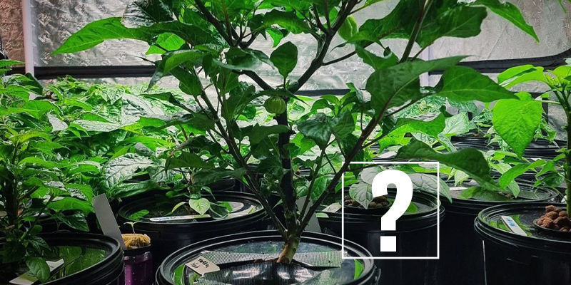Miksi kasvattaa tulisia chilejä hydroponiikalla? Miksi kasvattaa tulisia chilejä hydroponiikalla?