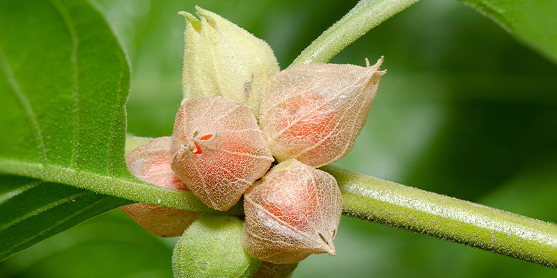 Ashwagandhan alkuperä Ashwagandhan alkuperä