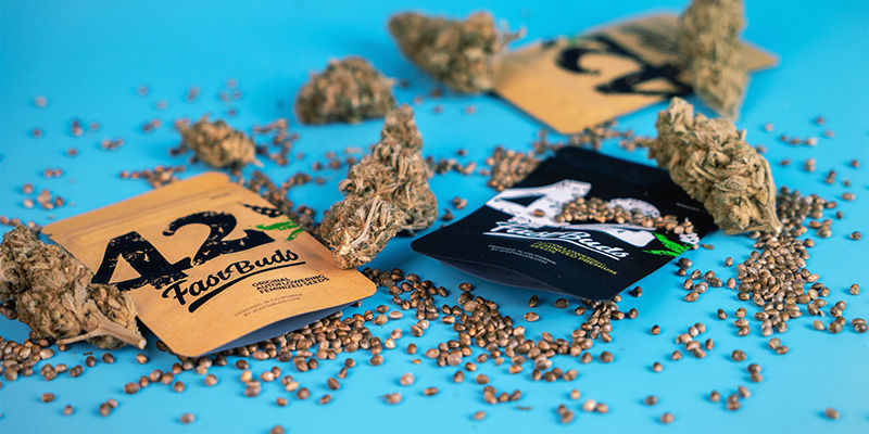 FastBudsin tärkeimmät Autoflower-siemenet FastBuds' flagship autoflowering seeds